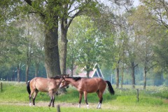 IMG_1309